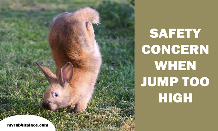 rabbit concern rabbit high jump