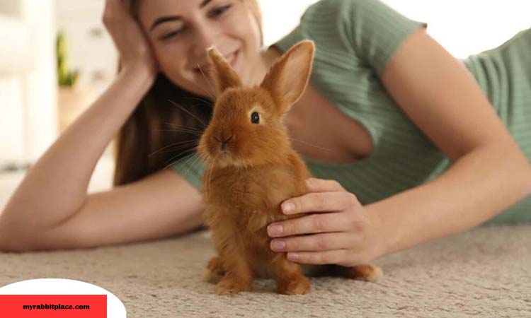 rabbit owner tips