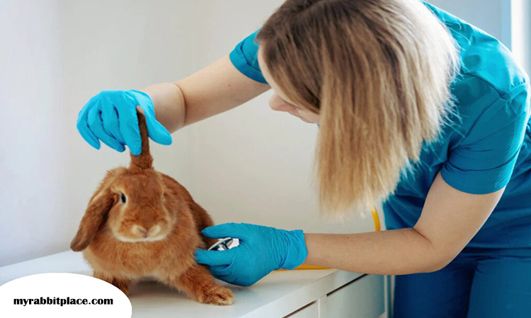 vet care for lop eared bunnies