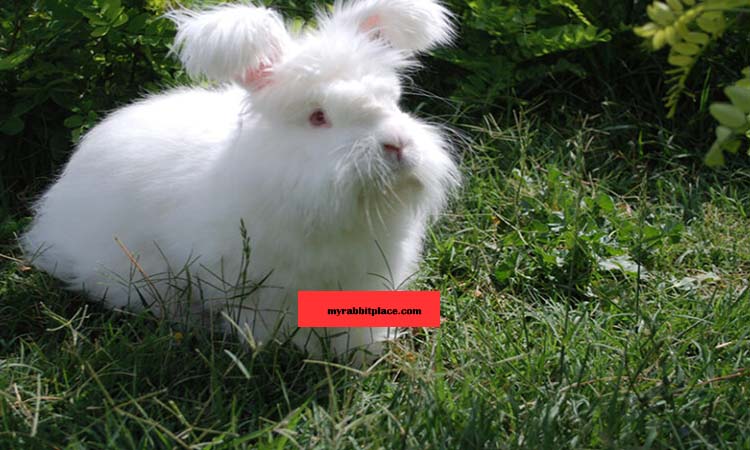 Angora Rabbit