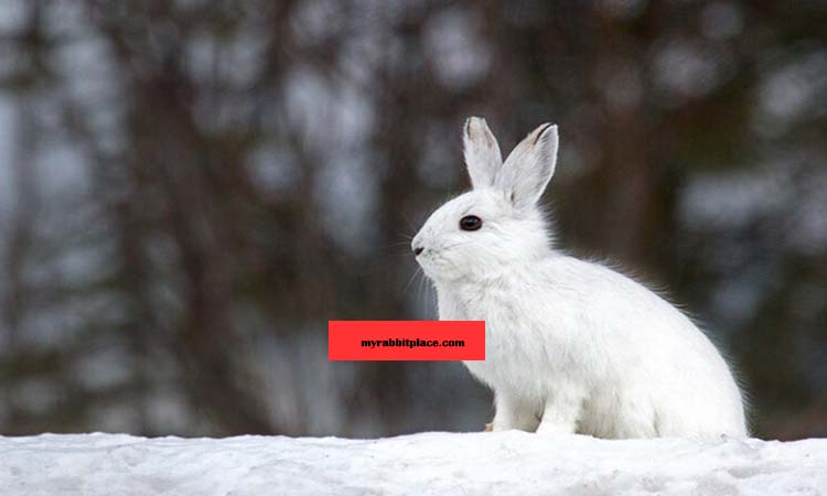 Snowshoe Hare rabbit