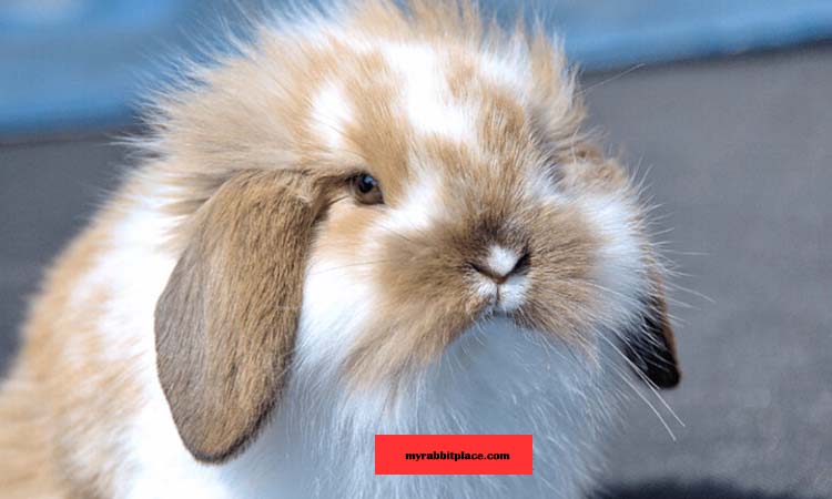 American Fuzzy Lop Rabbit