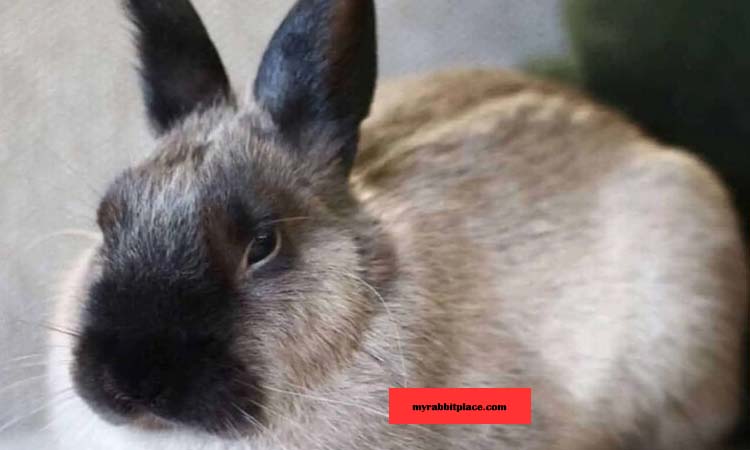 American Sable Rabbit