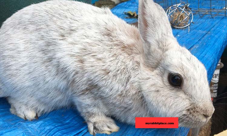 Argente Rabbit