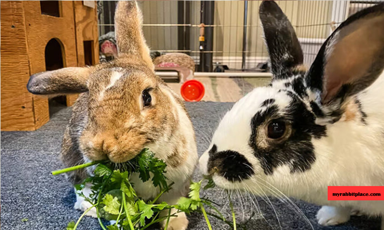 balance diet for a pregnant rabbit