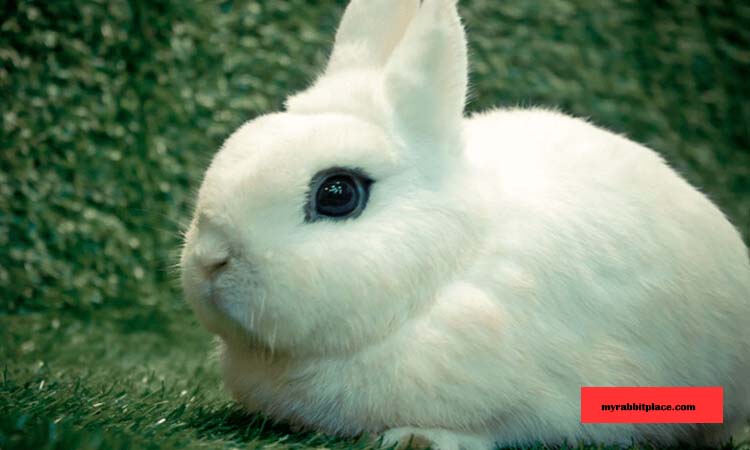 Blanc de Hotot Rabbit