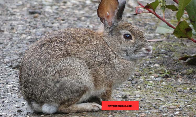 Brush Rabbit