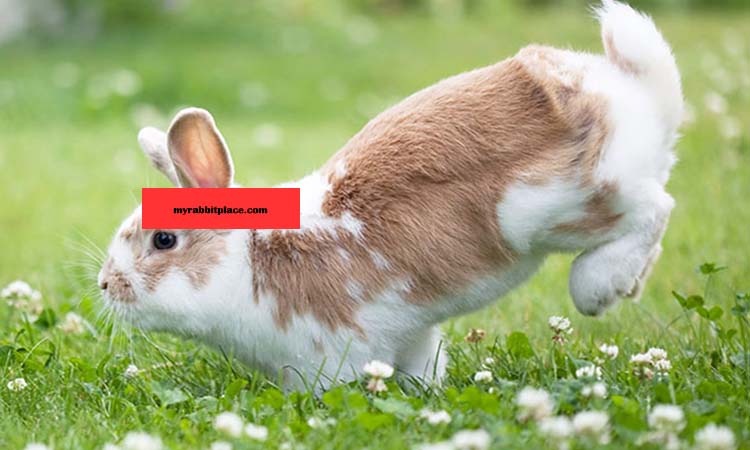 bunnies tail as a language