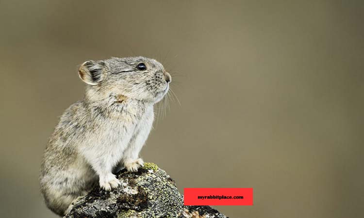 Collared Pika