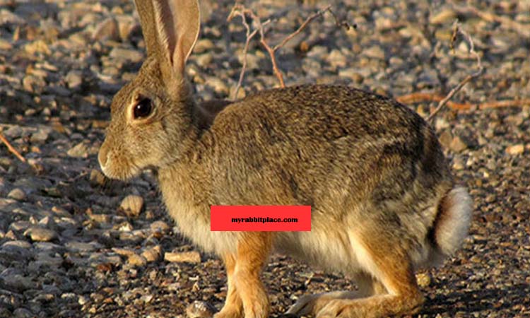 Desert Cottontail