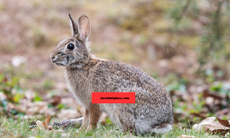 eastern cottontail