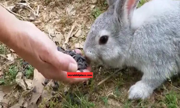 feed sunflower seed to rabbits