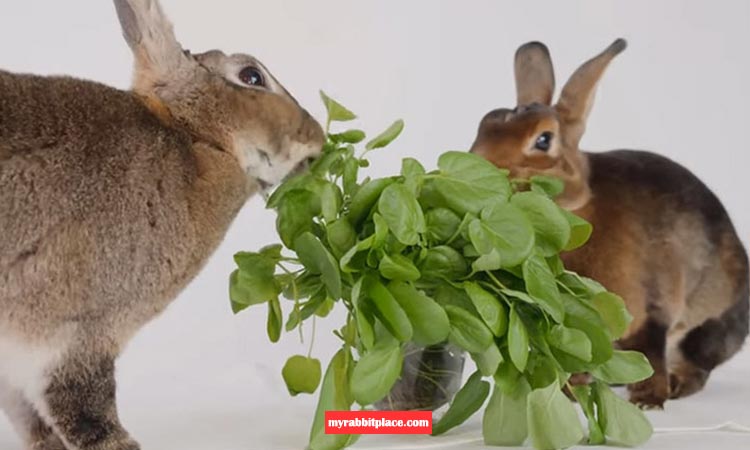 feed watercress to bunnies