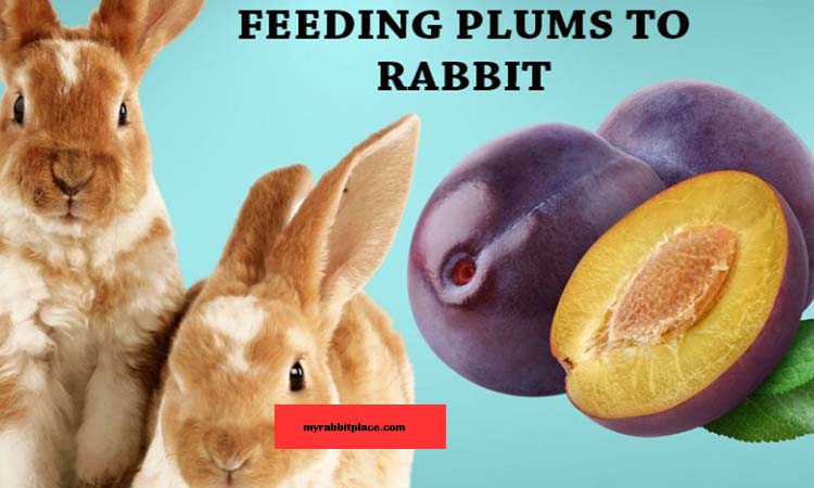 feeding plums to rabbit