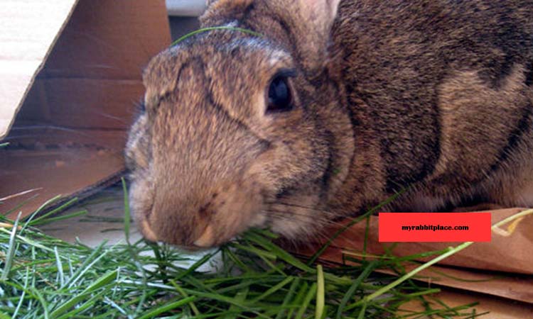 fresh hay for rabbit