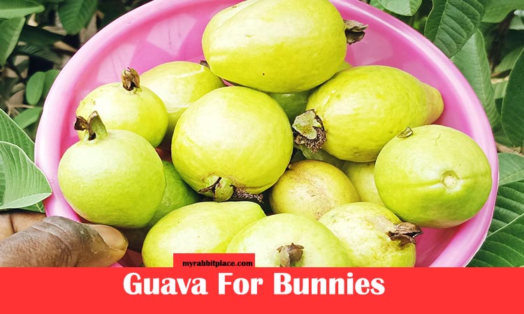 guava for bunnies