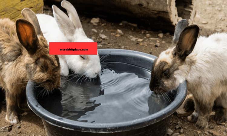 heat risk for bunnies