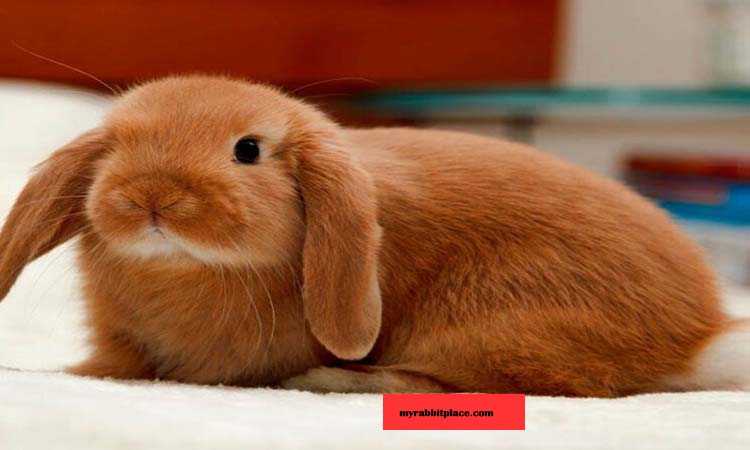 Holland Lop