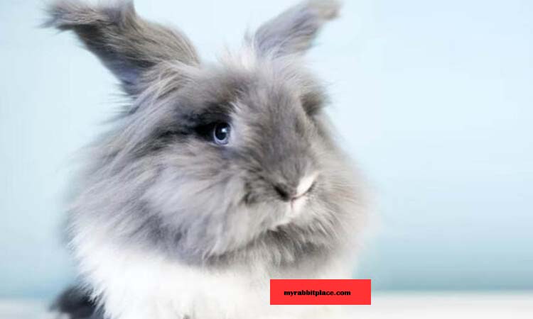 Lionhead Rabbit