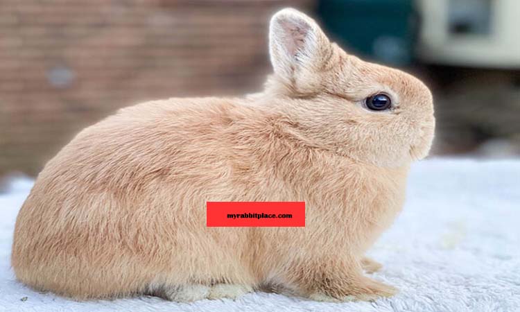 Netherland Dwarf