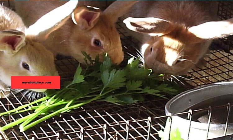 bunnies eat parsley