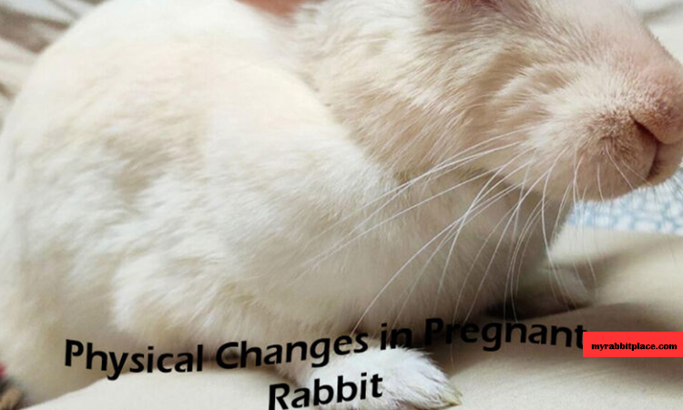 physical changes in pregnant rabbit