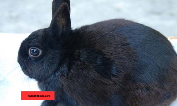 Polish Rabbit