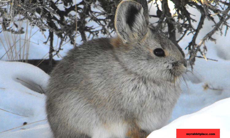 Pygmy Rabbit