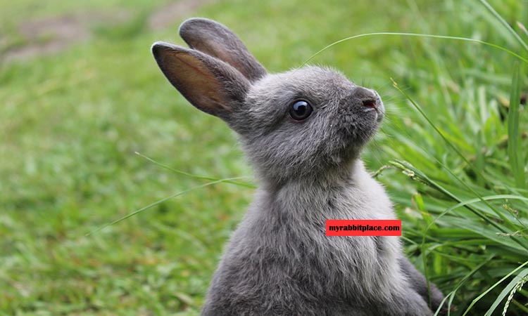 rabbits happy ear