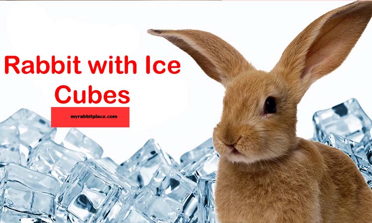 rabbits with ice cubes