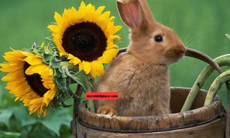 sunflower for rabbits