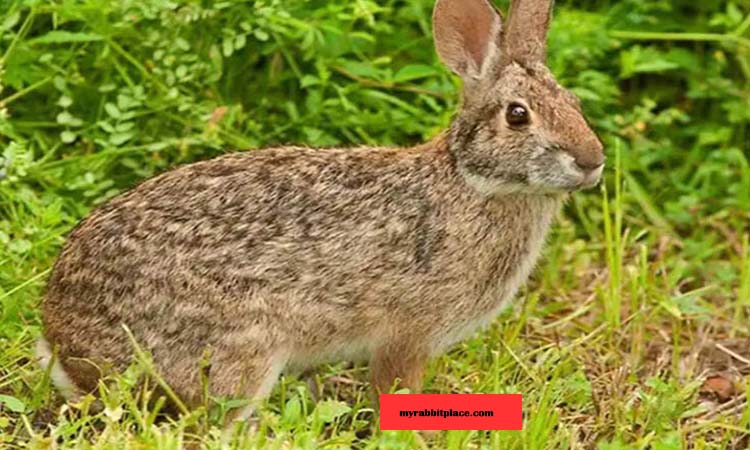 Swamp Rabbit