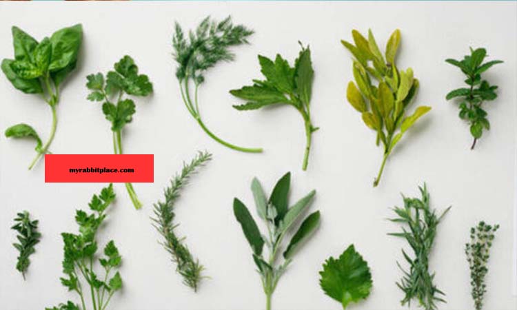 varities of parsley