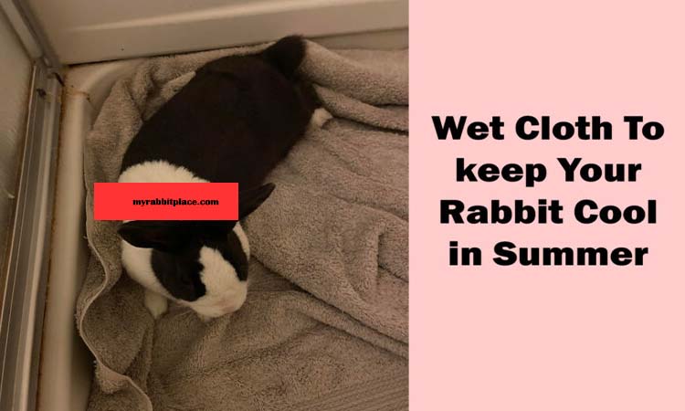 wet cloth during summer for rabbit