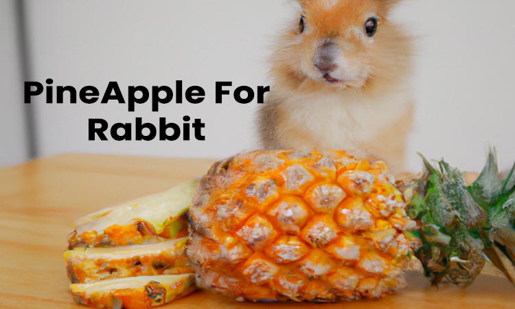 advantage & disadvantage of pineapple for rabbit