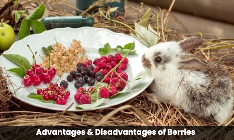 berries advantage disadvantage for bunnies