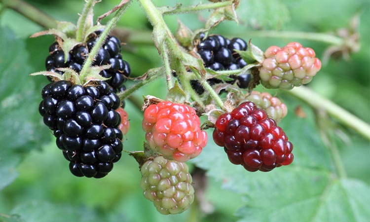 black berry for bunnies