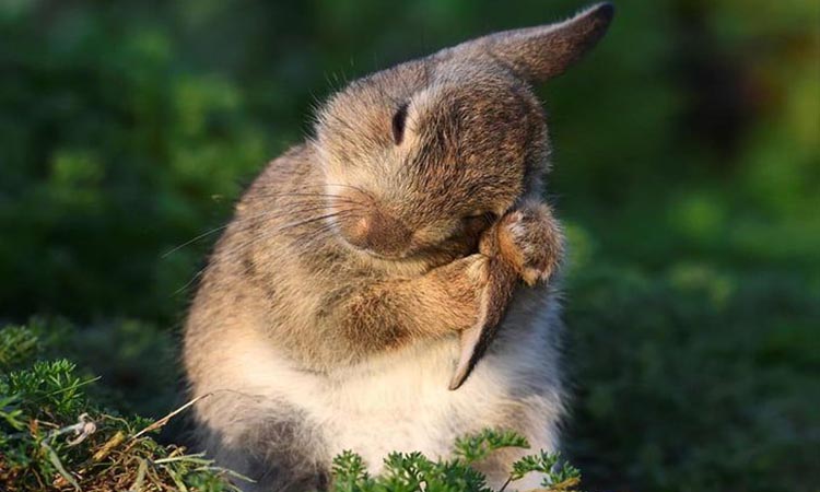 clean rabbit ear