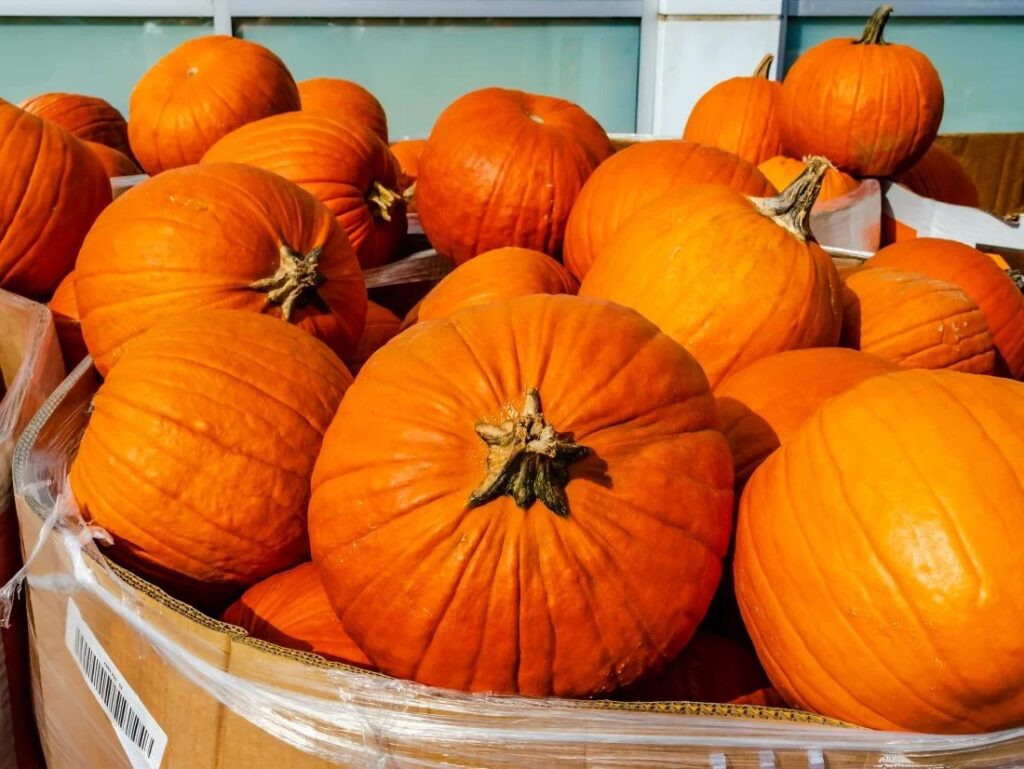 nutritional benefits of pumpkin for rabbit