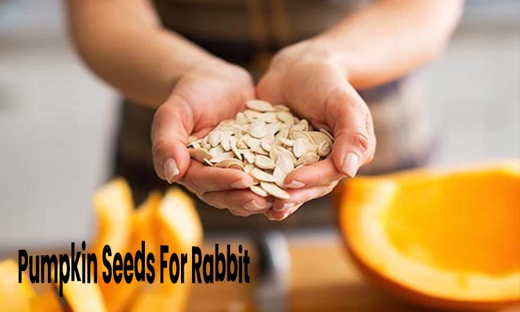 pumpkin seed for rabbit