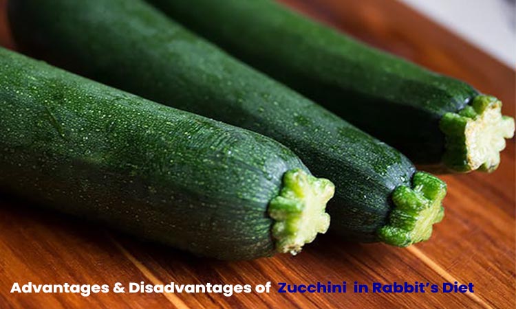 Zucchini advantage & disadvantage for rabbit