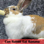 can rabbit eat banana