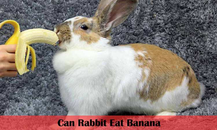 can rabbit eat banana