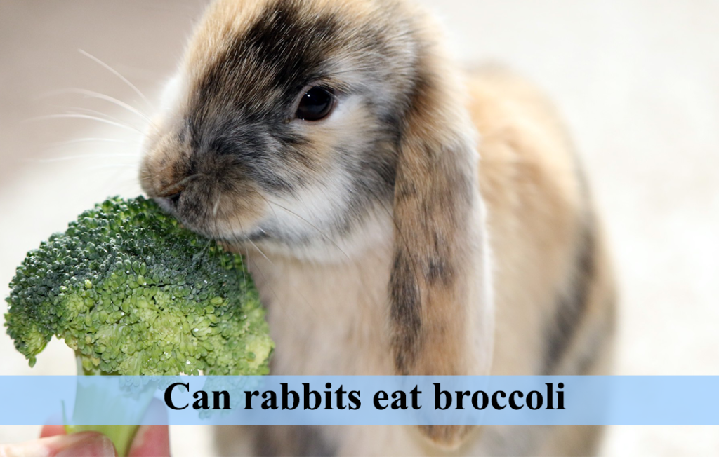 can rabbit eat brocolli