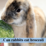 can rabbit eat brocolli