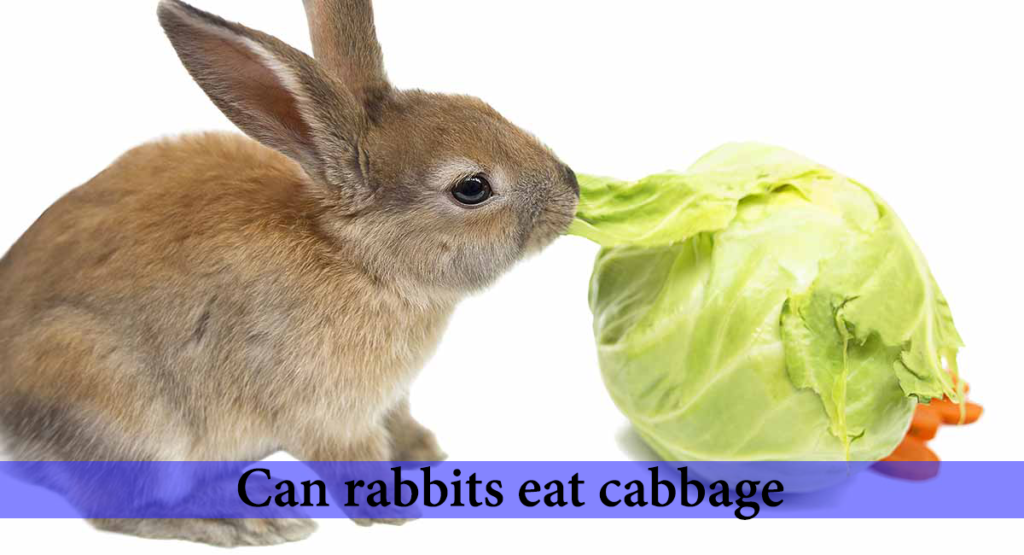 Can rabbit eat cabbage