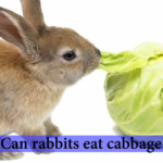 Can rabbit eat cabbage