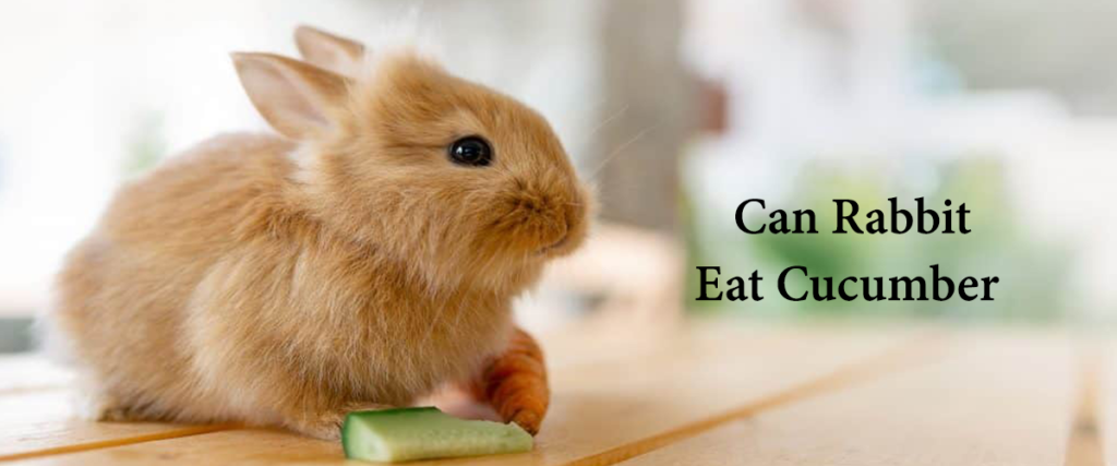 Can Rabbits Eat Cucumber: How Safe is Cucumber for Your Rabbit’s Diet