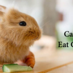 Can Rabbits Eat Cucumber: How Safe is Cucumber for Your Rabbit’s Diet