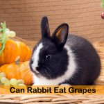 Can Rabbit Eat Grapes